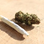 iStock_000015958345XSmall cannabis