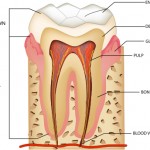 anatomy of teeth