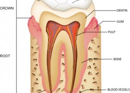 anatomy of teeth