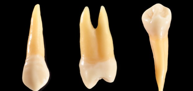 shutterstock_44225872 Accurate typodont teeth