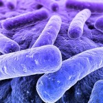 shutterstock_14313976- bacteria