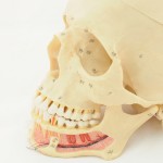 shutterstock_71305408- skull with ID nerve