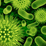 Viruses and bacteria