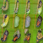 Chrysalis butterfly