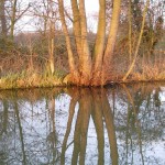 Trees reflected in a canal