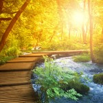 Pathway through a forest