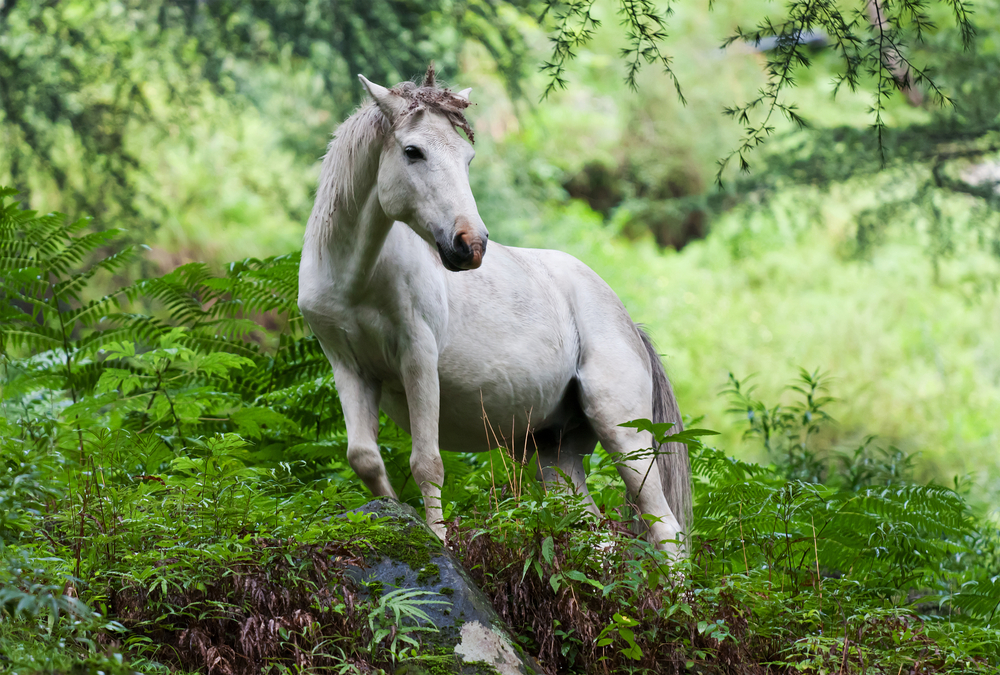 No ketamine blog is complete without a picture of a unicorn.