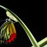 Butterfly emerging from a chrysalis to reflect transformation
