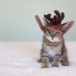 Yes, it's a Christmas kitten. Well this is the internet. Designed to share knowledge. And pictures of kittens.