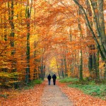 walking in woods