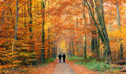 walking in woods