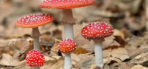 shutterstock_159290282