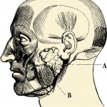 Parotid