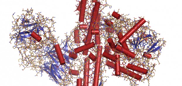 Botulinum toxin
