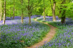 The woodland path is warm and welcoming.