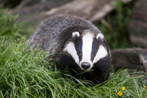 Forcing mental health patients to stop smoking is even more emotive and controversial as culling badgers. Please share you thoughts with us!