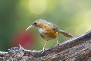 The SCIMITAR+ follow on trial is already underway. (Like we need an excuse to feature a Rusty Cheeked Scimitar Babbler).