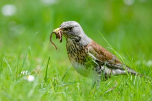 The early bird catches the worm! Early intervention for people with schizophrenia improves long term outcomes.