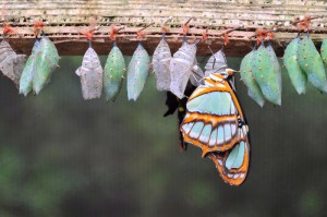 A butterfly hatching out of a chrysalis