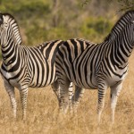 Two zebras in Kruger Park, South Africa