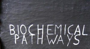 The authors propose using biochemical pathways instead of individual proteins to better explain schizophrenia and the effects of antipsychotics.