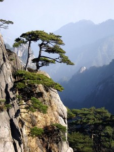 tree on cliff