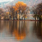 Trees by a lake