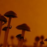 Psilocybin