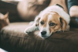 This qualitative evidence suggests that pets should be considered as a key source of support in managing people's mental health.