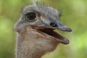 Fact or folklore? Scientists first discovered the anxiety-reducing effect of probiotics on ostriches.