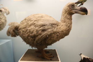 Dodo - big as a swan but more compact.
