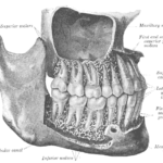 Maxilla, mandible, upper, lower teeth