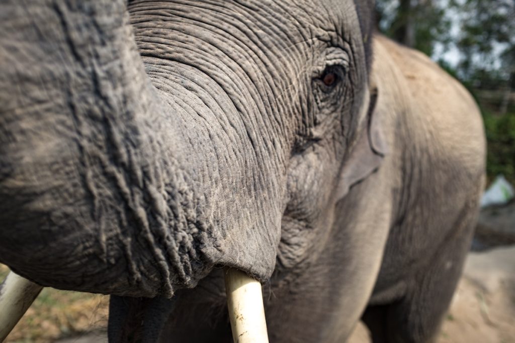 Depression and anxiety: Are we all just blind men examining the same elephant? In their article Mansell and McEvoy (2017) allude to the metaphor of different people feeling different parts of an elephant, insisting that they are describing different things.