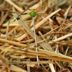 needle-in-a-haystack-1752846_1280 (1)