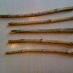 Miswak003