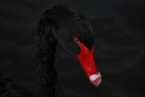 Black swan