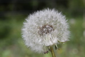 A dandelion