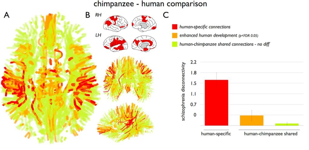 When they examined the shared connections between chimpanzees and humans, they found that the shared connections had much lower levels of schizophrenia dysconnectivity (Figure 3)