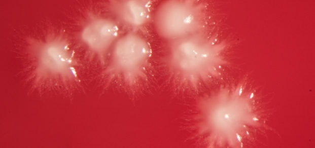 Candida albicans