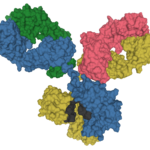 Antibody_IgG1_surface