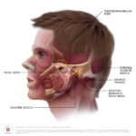 TMJ, Temporomandibular