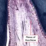 Plexus_of_Raschkow