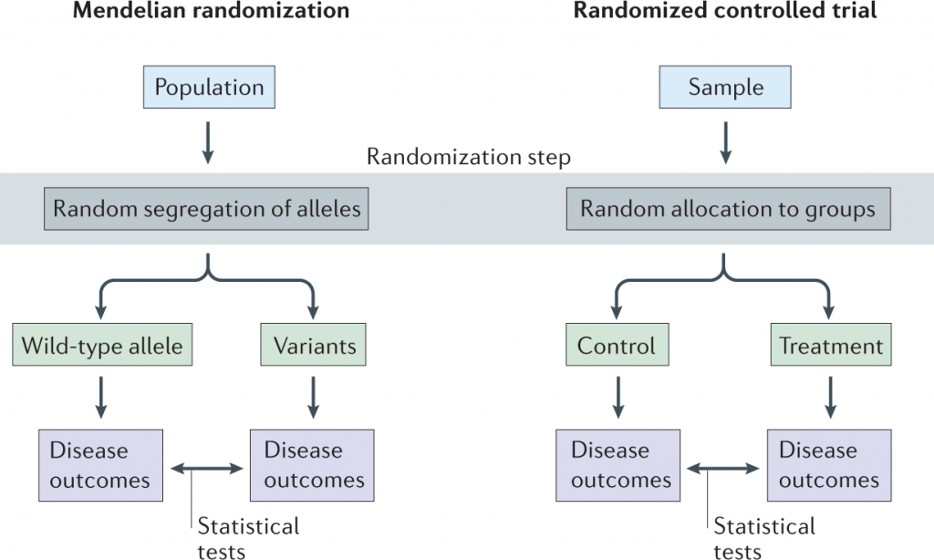 Mendelian Randomization is an analysis technique that mirrors randomised controlled trials and can be used to explore whether a factor, like fatty acids, causes an outcome, like depression.