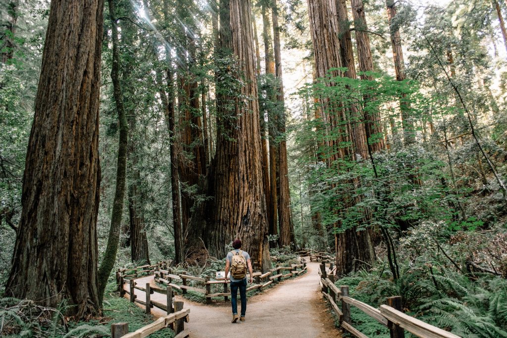 A man stands between two paths which are diverging and are surrounded by green trees