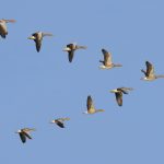 Flock,Of,Geese,Flying,In,V-formation