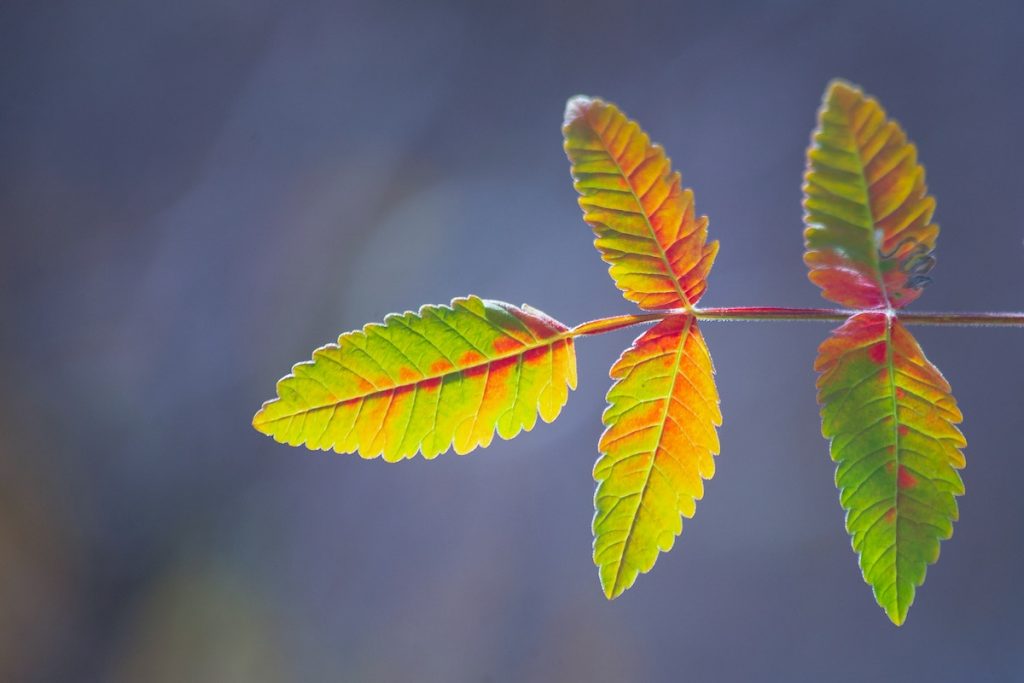 International research has shown the role of leisure in the life of people living with psychosis, and this study explores the topic focusing on people located in England.