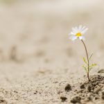 Resilient,Daisy,Plant,Flowering,On,A,Sandy,Desert,With,No