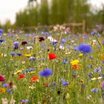 a meadow with purple, yellow, white and red flowers among green grass