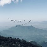birds flying in a V formation over a mountainous landscape
