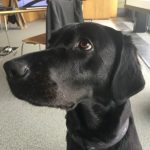 Profile photo of Epica The Dog